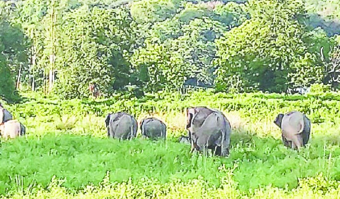 Bijarani Zone will open for tourists from 15