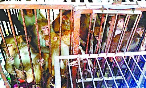 Mechanism was sold for monkey, two arrested