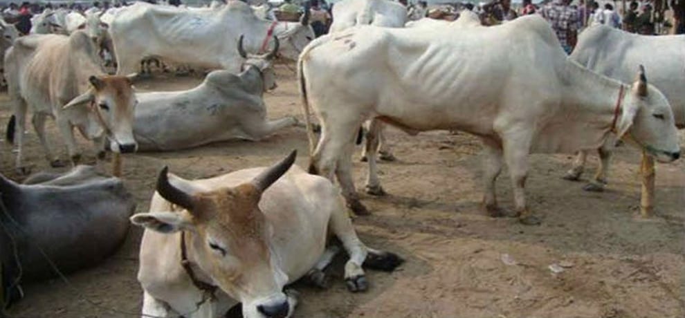 jharkhand government will soon introduce health cards to 15 lakh cows
