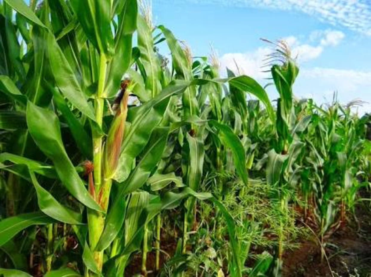 maize crop which was wasted by Pakistan's firing 