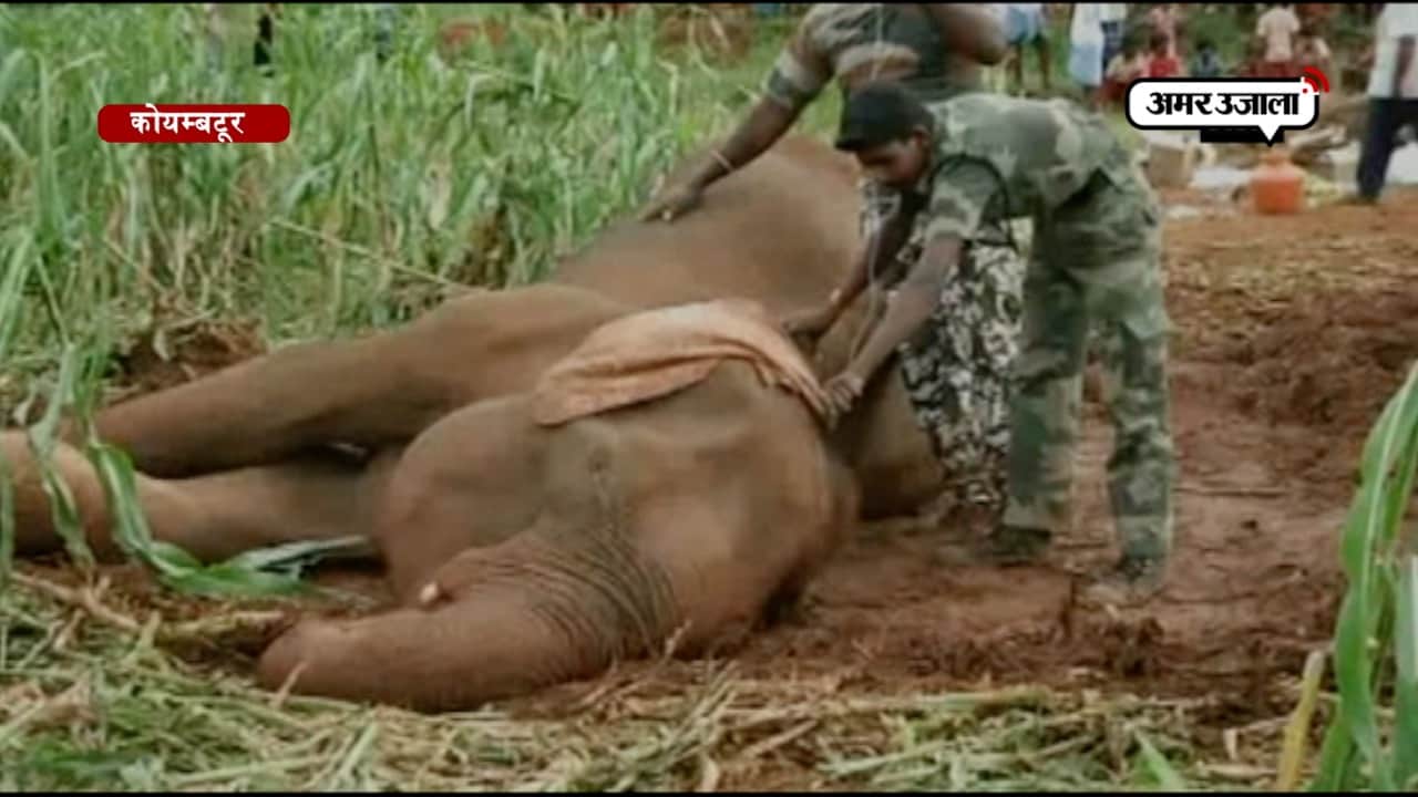 यहां वन अधिकारियों ने किया बीमार हाथी का रेस्क्यू