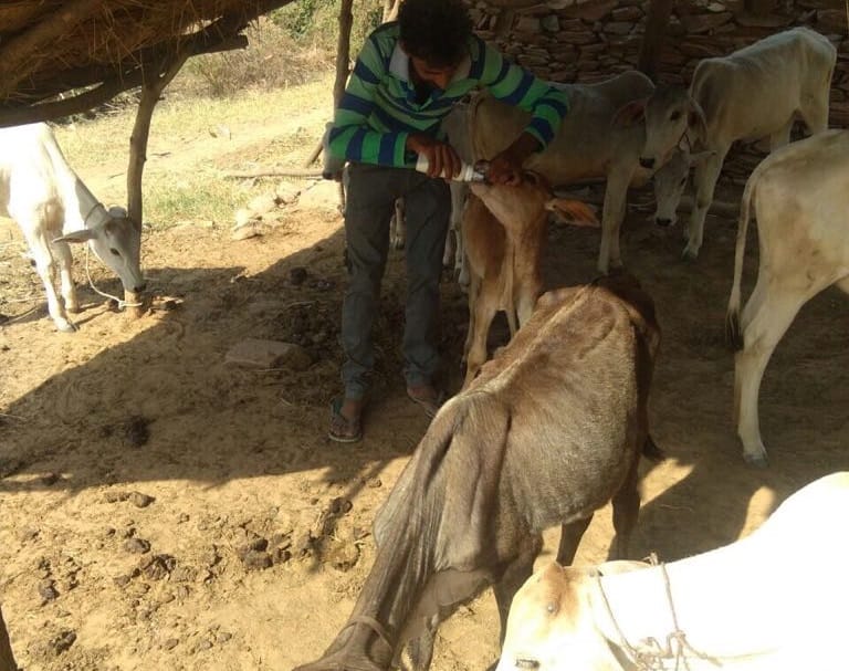rajasthan police snatched 51 cows of Muslim family in Alwar