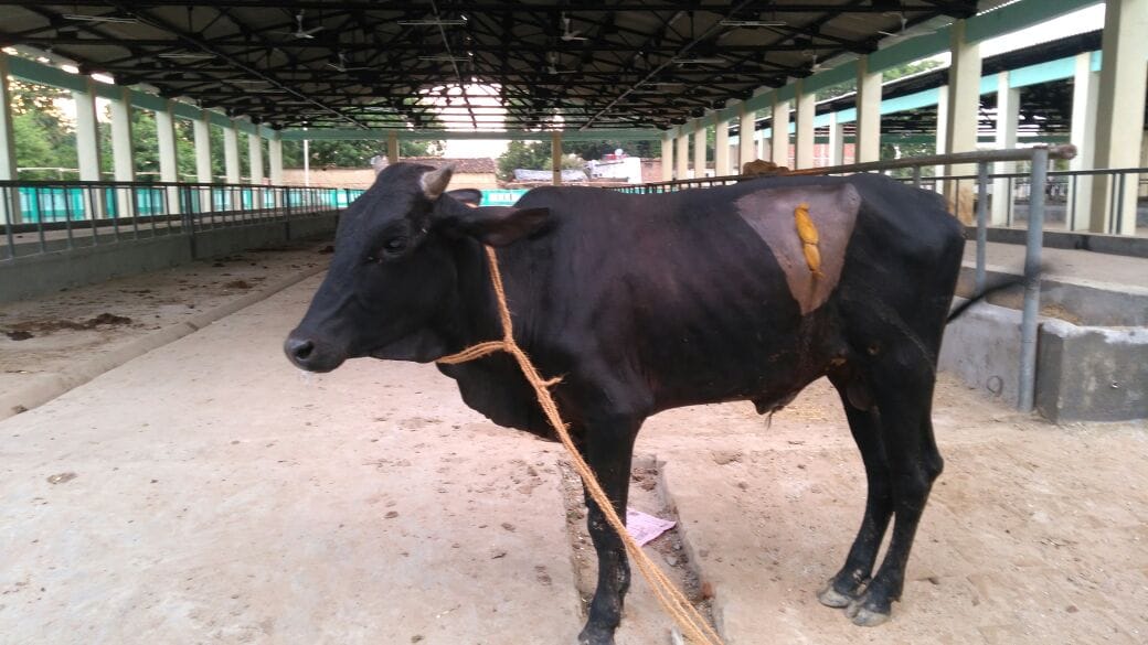 Operation of calf in front of PM Modi, his death