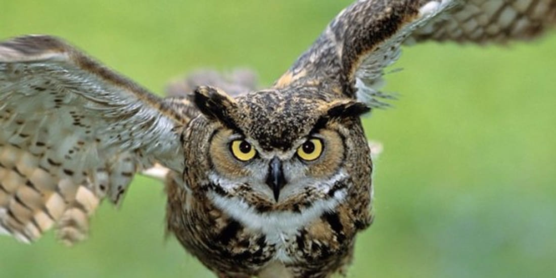 Owl's worship on Diwali Make enemy of his life