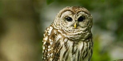 Owl's worship on Diwali Make enemy of his life