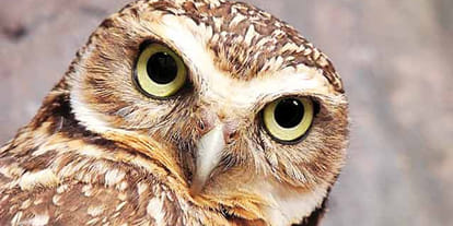 Owl's worship on Diwali Make enemy of his life