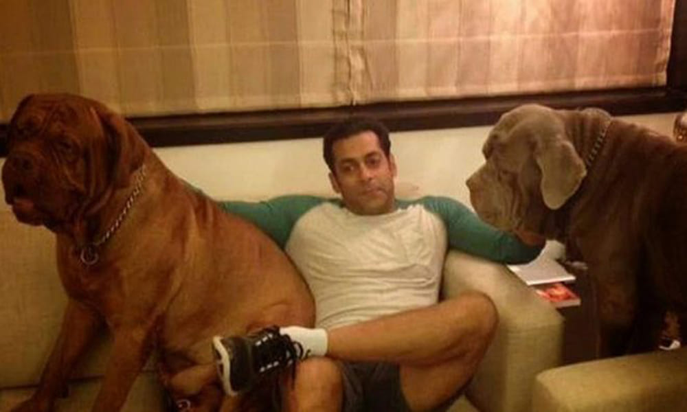 bigg boss 11 host salman khan apologised to all the dogs for abusing zubair khan