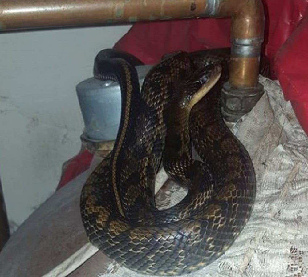 summer in australia snakes looked bathing in shower