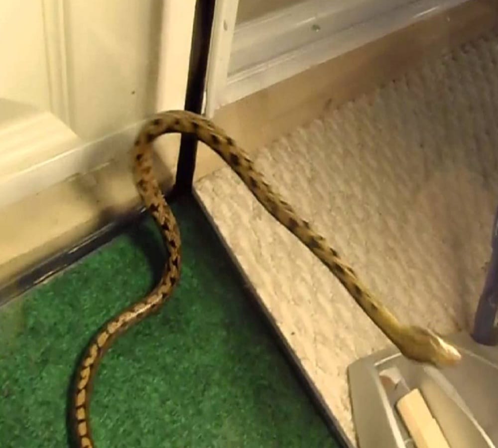 man found eight feet snake in home when he went looking for a rat 
