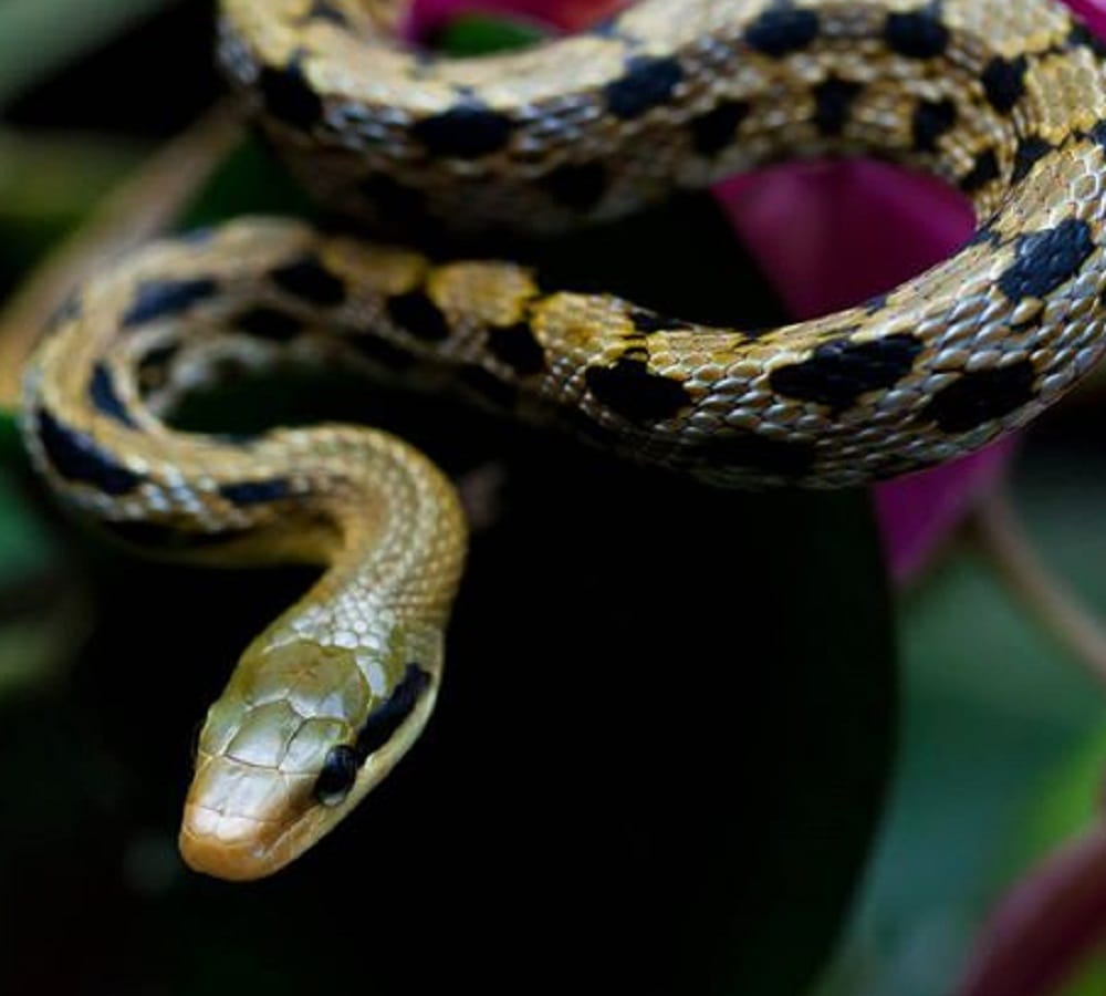 man found eight feet snake in home when he went looking for a rat 