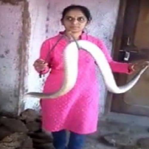 Snake catcher Vanita Borade catches almost thousands of snake in her life span