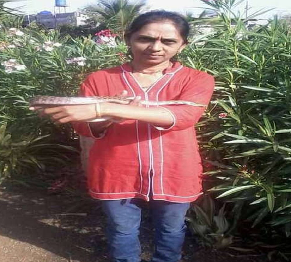 Snake catcher Vanita Borade catches almost thousands of snake in her life span