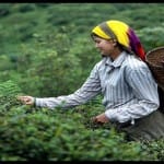 Darjeeling tea industry