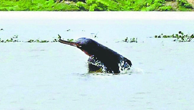 Dolphin kinba in ganga