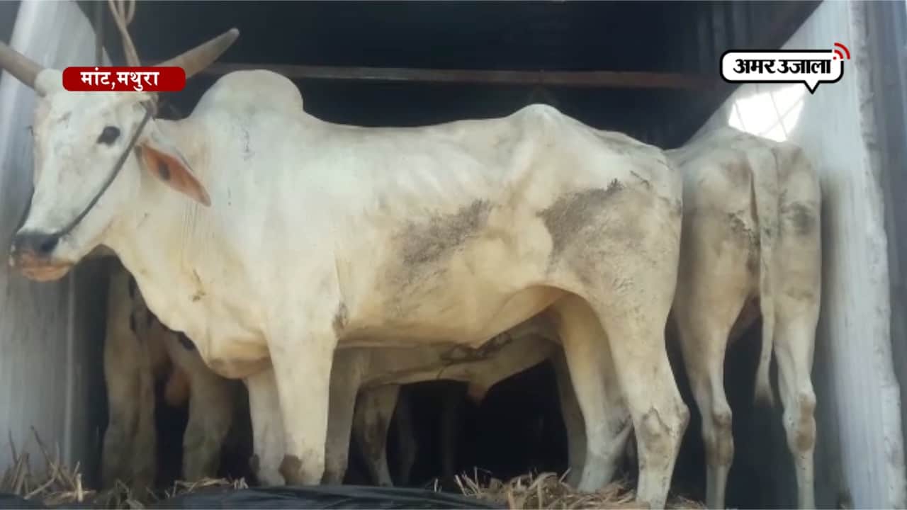 यहां पकड़ा गया गोवंश से भरा कंटेनर