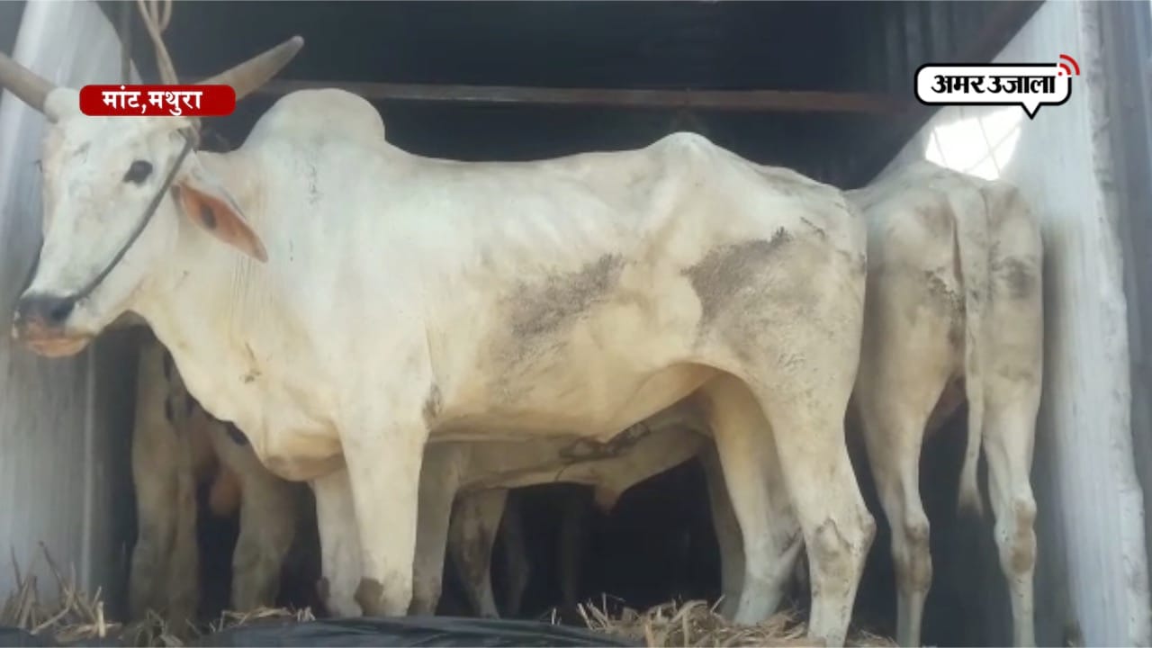 यहां पकड़ा गया गोवंश से भरा कंटेनर