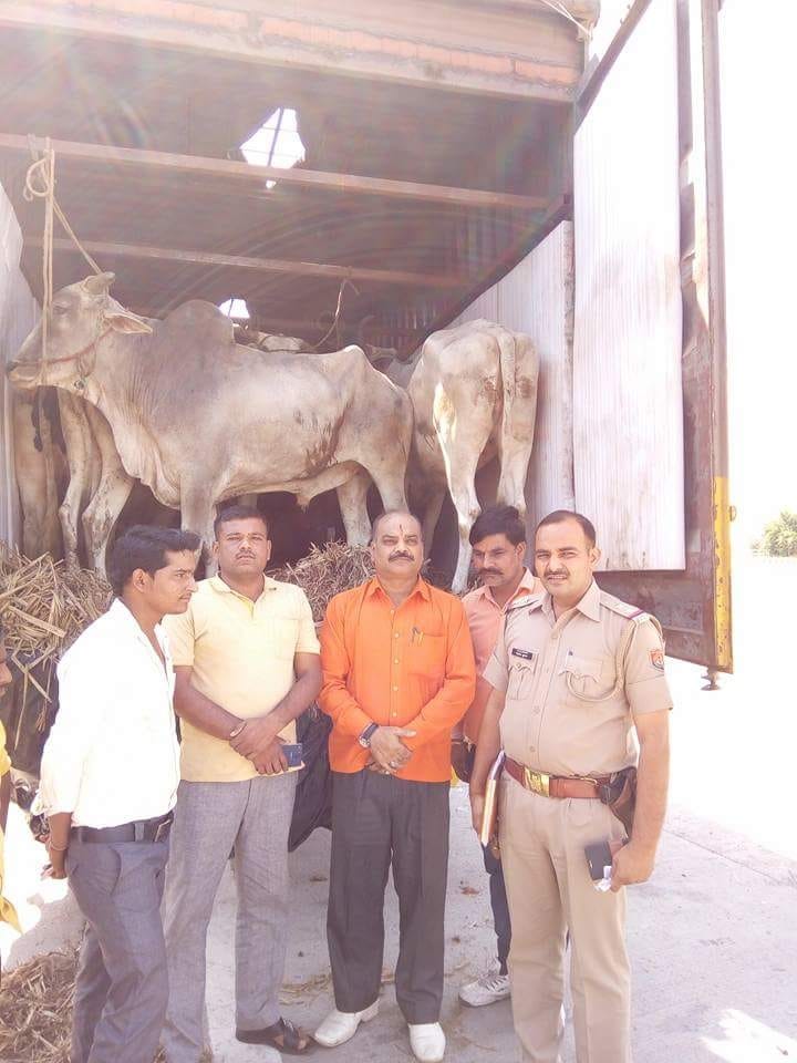 एक्सप्रेसवे पर पकड़ा गोवंश से लदा  कंटेनर
