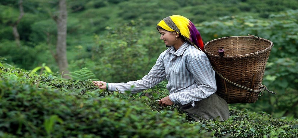 Tea Board Tea Board proposes Rs 100 crore package for Darjeeling tea industry
