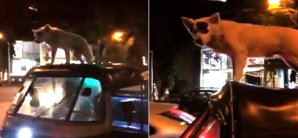 this dog do stunt on the auto in dabang style