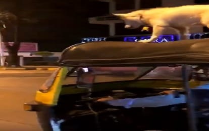 this dog do stunt on the auto in dabang style