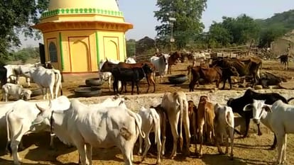 alwar police blamed for snatched cow from dairy farmer