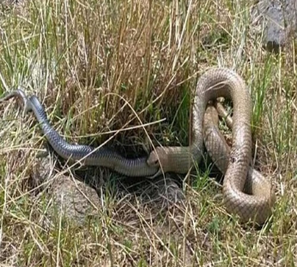 Eastern brown snake eats another snake after fight 