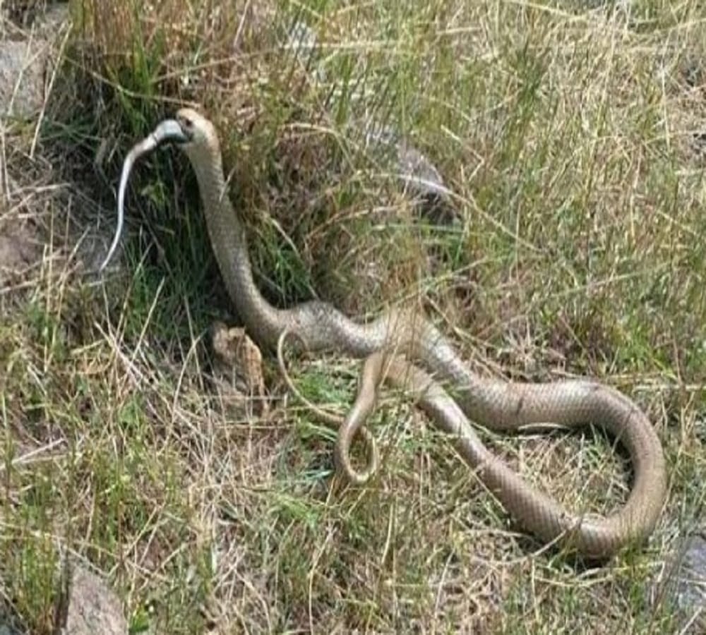 Snake bite Shocking information about death 