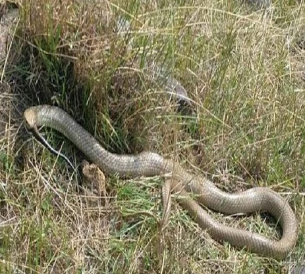 Eastern brown snake eats another snake after fight 