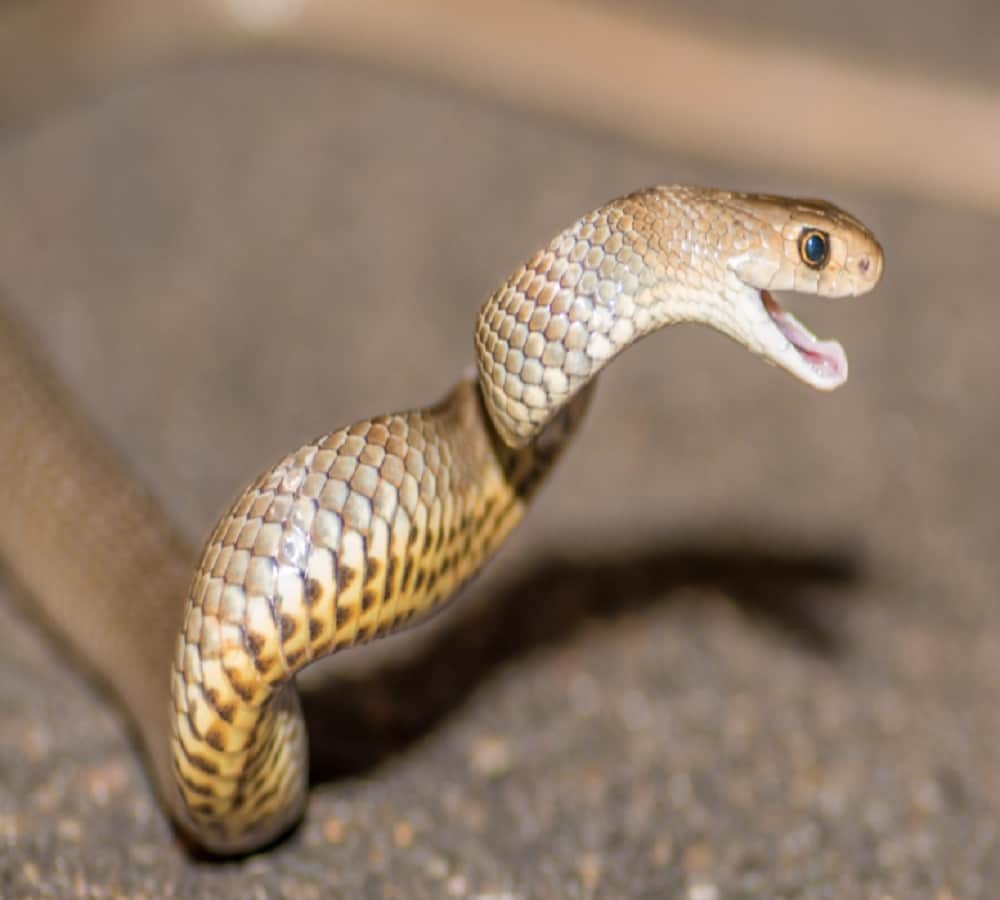 worlds most poisonous snake russell viper found in classroom desk