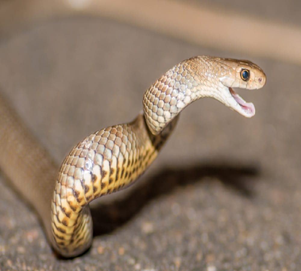 Snake bite Shocking information about death 