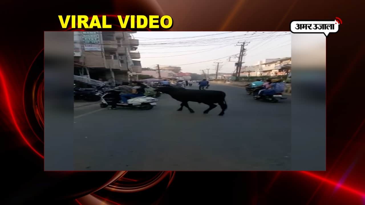 वायरल वीडियो