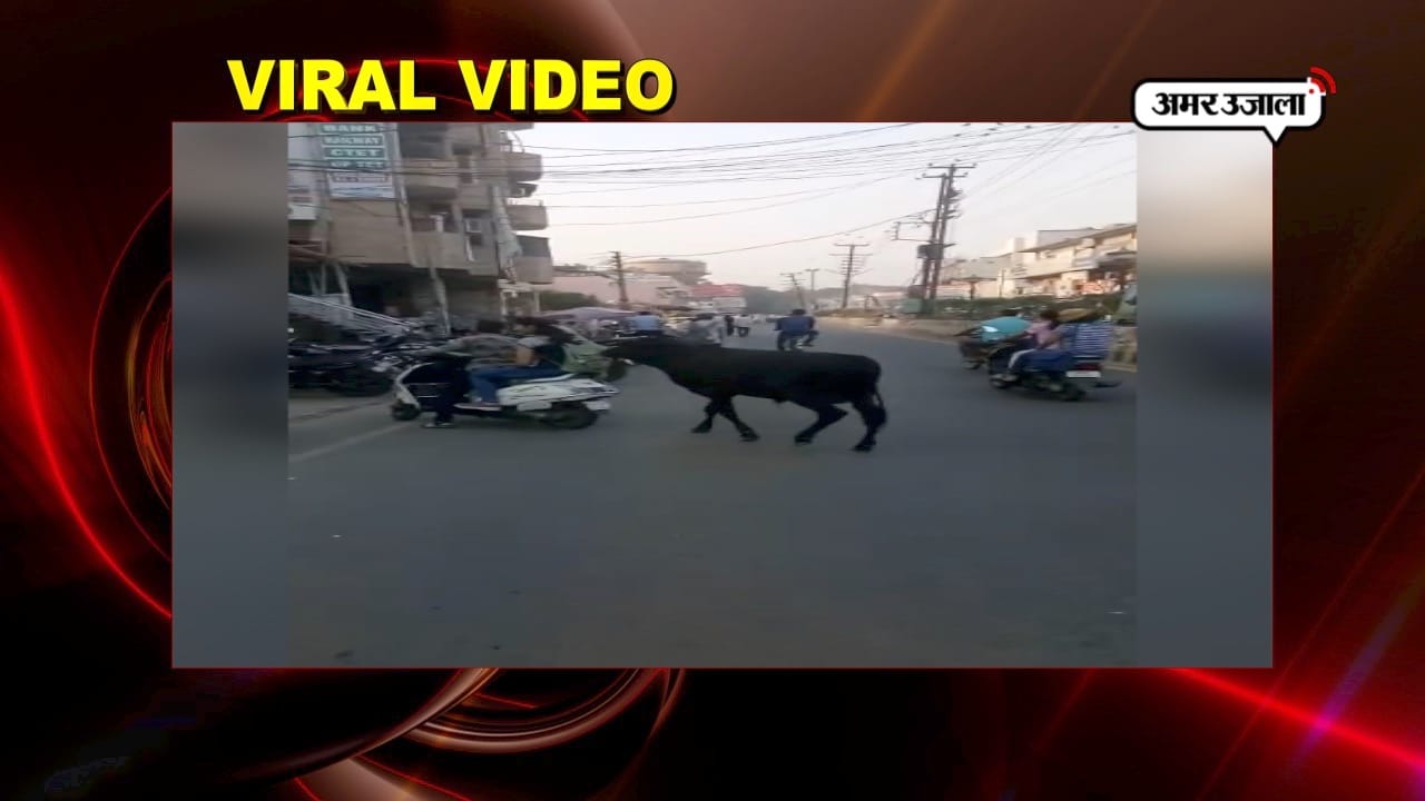वायरल वीडियो