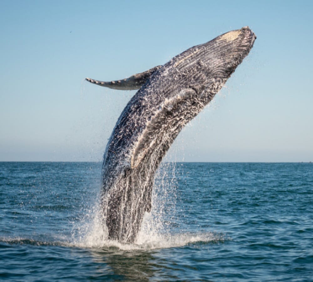three fisherman become crorepati when he found whale fish vomit in Oman 