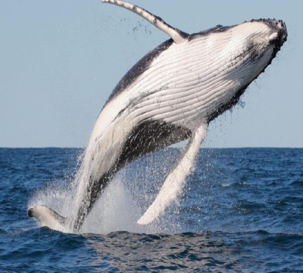 three fisherman become crorepati when he found whale fish vomit in Oman 
