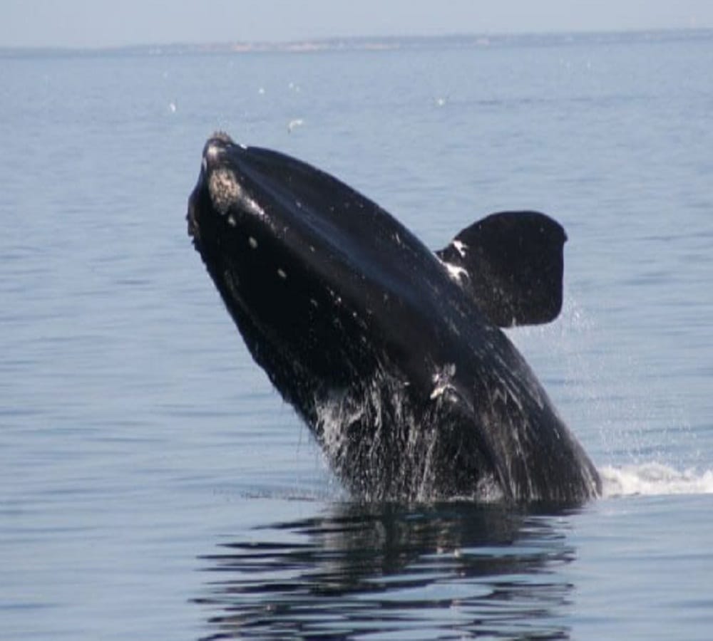 three fisherman become crorepati when he found whale fish vomit in Oman 