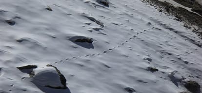 The mystery of the yeti is still unsettling beginning of their existence start from here