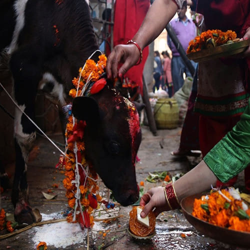 govardhan puja know worship time or shubh muhurat of annakut and puja vidhi