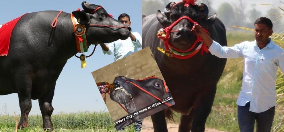 This bull start day with whiskey and earn one crore annually