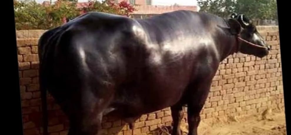 This bull start day with whiskey and earn one crore annually