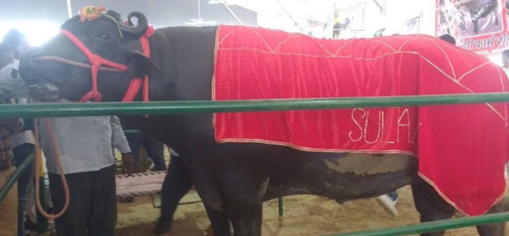 This bull start day with whiskey and earn one crore annually