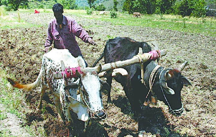 Drought on mountain crops now