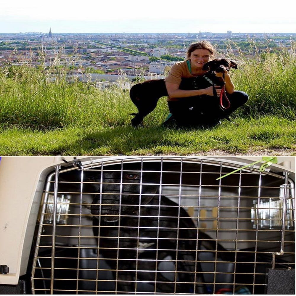 stray dog put behind the bars for lacking of documents 