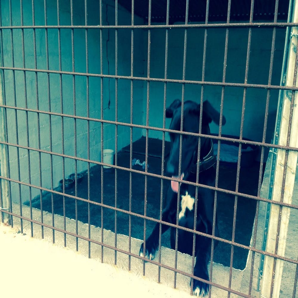 stray dog put behind the bars for lacking of documents 