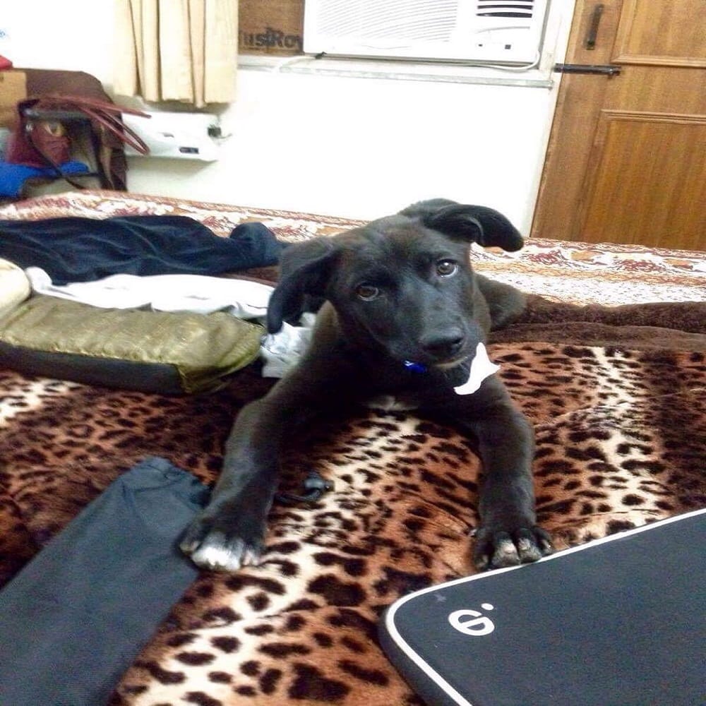 stray dog put behind the bars for lacking of documents 