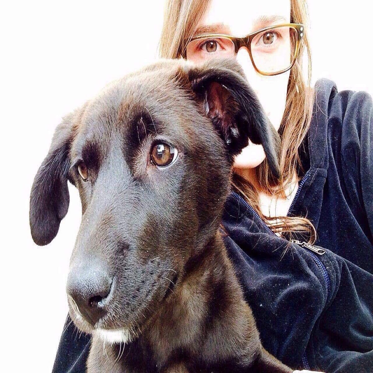 stray dog put behind the bars for lacking of documents 