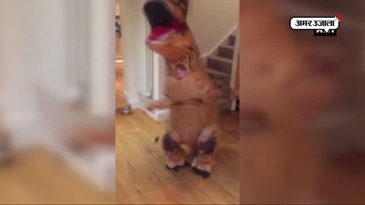 Chote Chote Baccho Ki Sexy Video Khatarnak Chudai - Viral Video:à¤œà¤¬ à¤›à¤¹ à¤¸à¤¾à¤² à¤•à¤¾ à¤¯à¥‡ à¤¬à¤šà¥à¤šà¤¾ à¤¬à¤¨à¤¾ 'à¤¡à¤¾à¤¯à¤¨à¤¾à¤¸à¥‹à¤°' - Watch: 6-year-old Dances  In T-rex Halloween Costume- Amar Ujala Hindi News Live