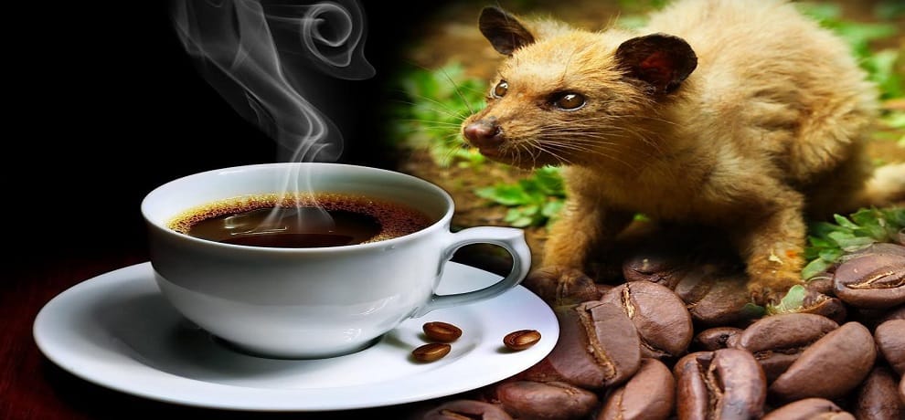 The worlds most expensive coffee is prepared in this way after knowing forget to drink