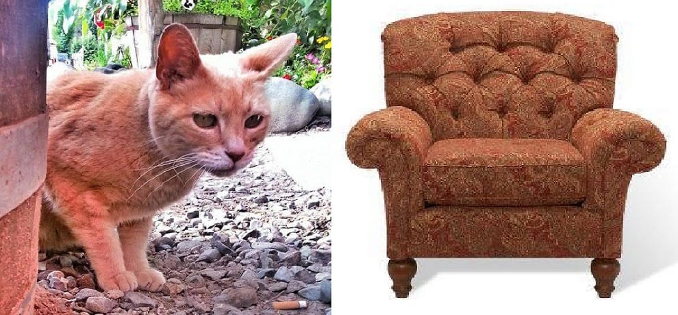 A Cat elected for the Mayor of this city ruled sixteen years