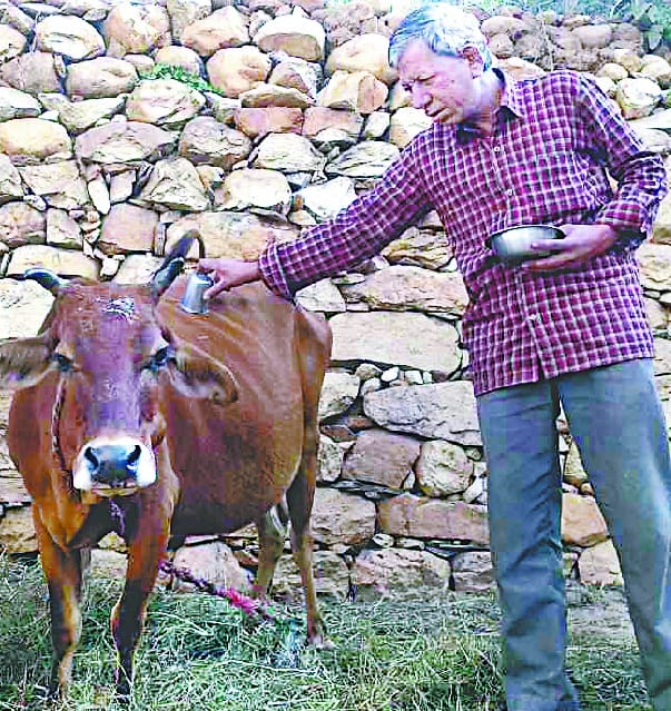 Worship of cattle