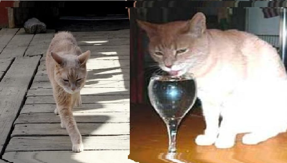 A Cat elected for the Mayor of this city ruled sixteen years